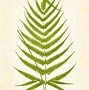 Image result for New Zealand Fern Clip Art