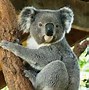 Image result for Los Koalas