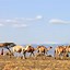 Image result for Turkana Woman