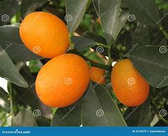 Image result for Tall Kumquat Tree