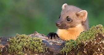 Image result for Pine Marten Weasel