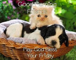 Image result for Good Morning Cat Friday