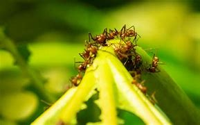 Image result for Grass Cutter Ants