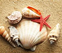 Image result for Picture of Beach Sand and Sea Shells