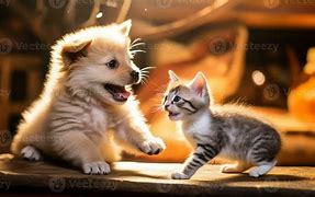 Image result for Pet Baby Cat