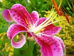 Image result for Stargazer Lily