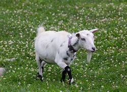 Image result for Organic Goat