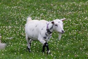 Image result for Goat Sprite