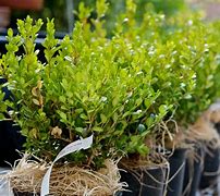 Image result for Plant Boxwood Shrubs