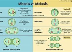 Image result for Meiosis 1 vs 2