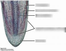 Image result for Root Cap Apical Meristem