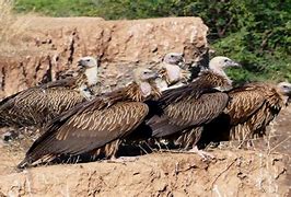 Image result for Himalayan Griffon Vulture