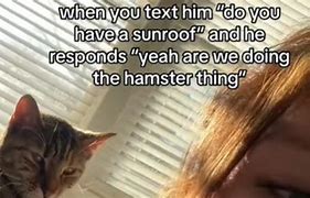 Image result for Thirsty Hamster Sunroof