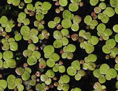 Image result for Greater Duckweed