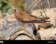 Image result for Lesser Kestrel Female