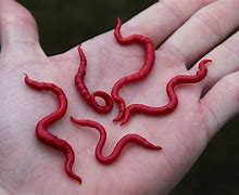 Image result for Murano Blown Glass Worm Coil