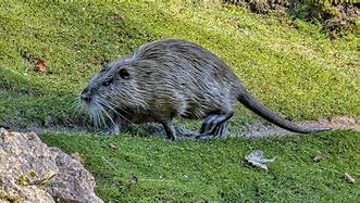 Image result for Gros Rat