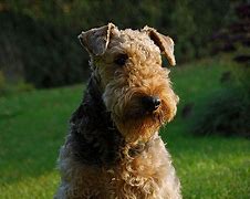 Image result for Different Terrier Breeds