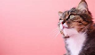 Image result for Smart Cat with Pink Background