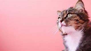 Image result for Cat with Pink Background