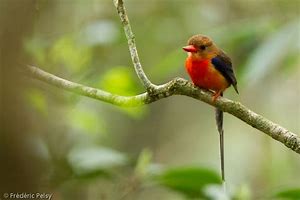 Image result for Paradise Kingfisher