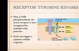 Image result for Receptor Tyrosine Kinase