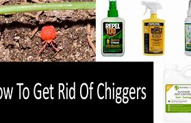 Image result for Chiggers On Patio