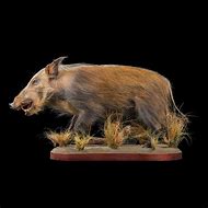 Image result for Bushpig Taxidermy