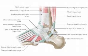 Image result for Lateral Ankle Retinaculum