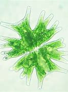 Image result for Algae Adaptations