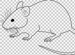 Image result for Barn Rat Drawing