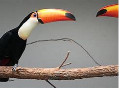 Image result for Toco Toucan Tongue