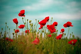 Image result for Desktop Wallpaper Natural Flowers