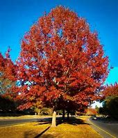 Image result for Red Oak Oklhahoma