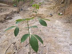 Image result for Pokok Kecil