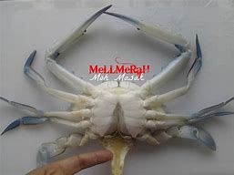 Image result for Ketam Beracun