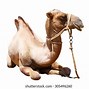 Image result for Halloween Camel Images