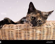 Image result for 4 Month Cat