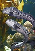 Image result for Deep Sea Wolf Eel