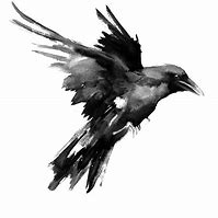 Image result for Raven Art Drawing