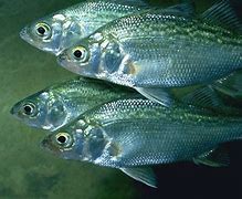 Image result for White Perch