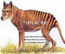 Image result for Thylacine Habitat