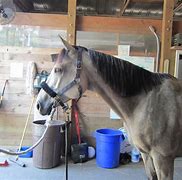 Image result for Horse Mane Haircut