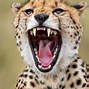 Image result for Cheetahs in the Wild