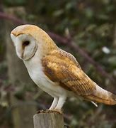 Image result for Neon Barn Owl