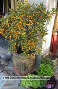 Image result for Kumquat Tree Indoor