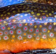 Image result for Pennsylvania Brook Trout