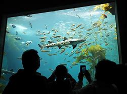 Image result for Morro Bay Aquarium