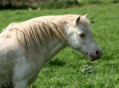 Image result for Beige Welsh Pony