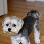 Image result for Maltese X Yorkie